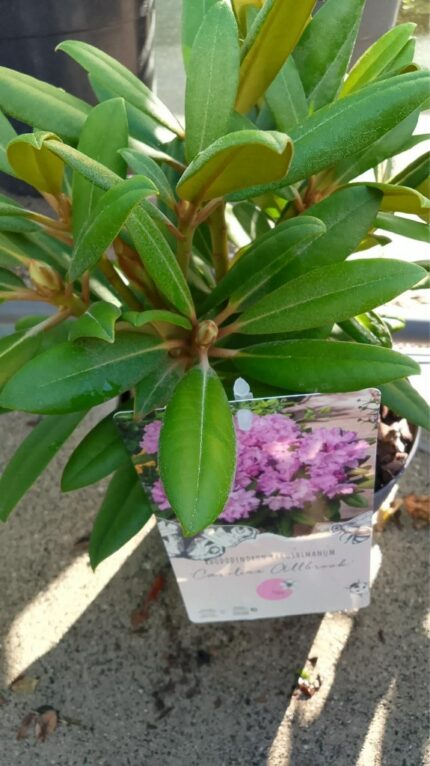 Rhododendron "Caroline Albrook" 40/45   3 l potte
