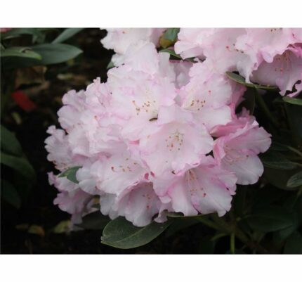 Rhododendron "Silberwolke" 5 l. potte,salgsh. 40/50 cm