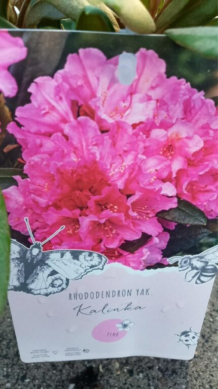 Rhododendron "Kalinka", 5 liter, 30/40 cm