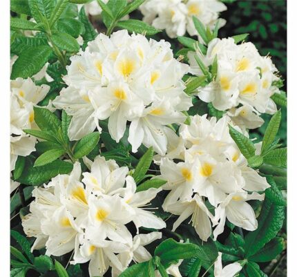 Azalea "Persil" 5 L potte 40-50 cm