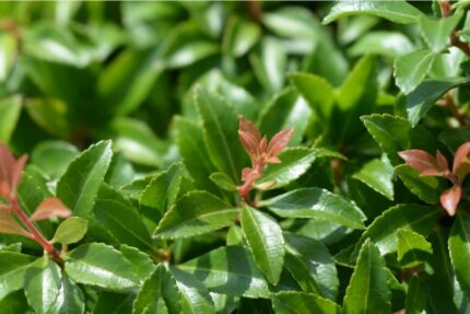 Pieris "Little Heat Green" salgstr.25-30 cm, pottestr. 3,5 l.