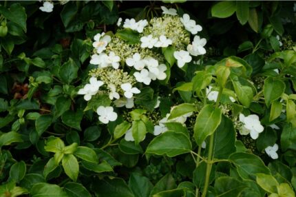 Klatrehortensia, Hydragea anomala petiolaris,  2 liter