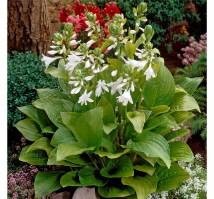 HOSTA "Royal Standard"  11 cm potte