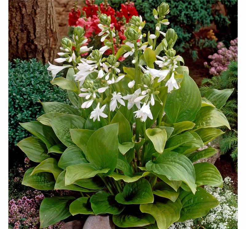 10725_hosta-royal-standard-1-l-potte_20170809192918906.jpg