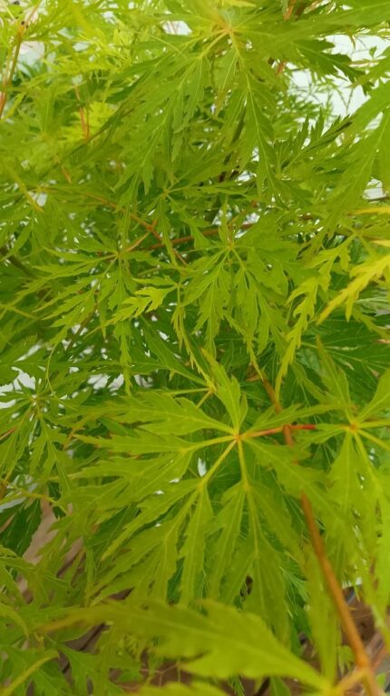 Japansk Lønn "Seiryu" salgstr. 40-50 cm, pottestr. 5 l.