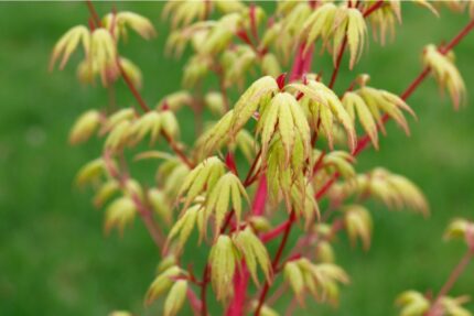 Japansk Lønn "Sangokaku" salgstr. 50/60 cm, pottestr.  l.