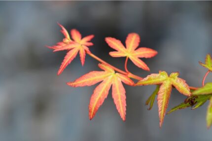 Japansk Lønn "Wilson's Pink Dwarf" str 40/60 cm  60 pottestr. 3 l.