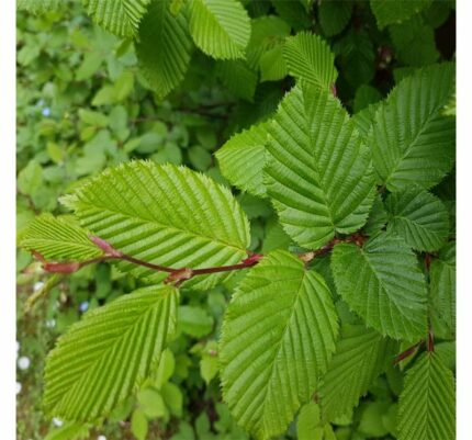 Agnbøk, Carpinus Betulus , pottestr. 1,5 l