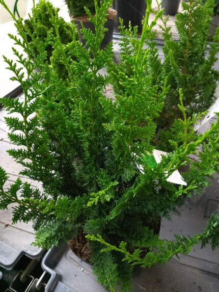 Solsypress Teddy Bear 20-25 cm  2 l potte