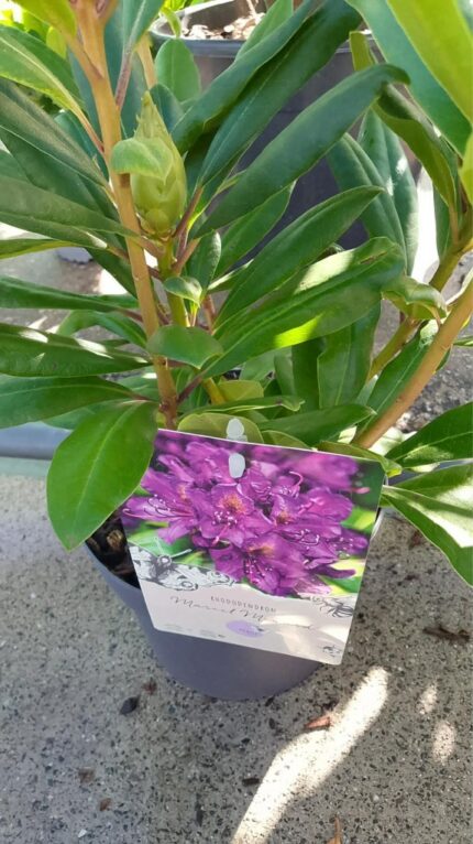 Rhododendrom "Marcel Menard" 40/50 cm  3 l potte