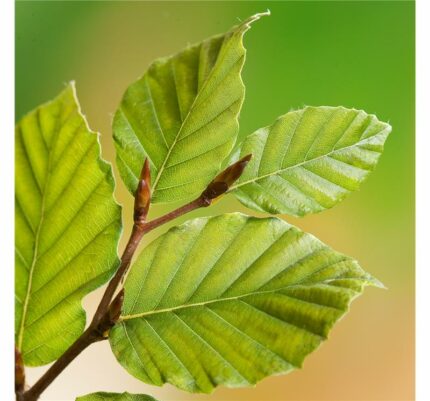 Bøk, Fagus Sylvatica,  pottestr. 1,5 liter