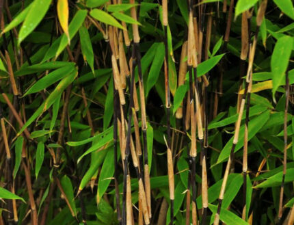 Bambus , Fargesia nitida "Viking" , salgstr. 80-100cm, pottestr. 5 l.