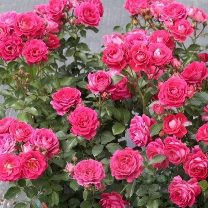 Klaserose "Cerise Flower Circus"