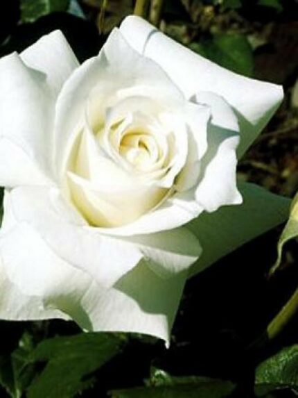 Klaserose "Escimo Flower Circus"