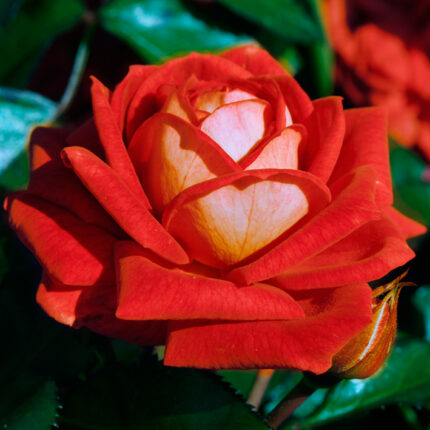 Klaserose "Kleopatra Flower Circus"-1