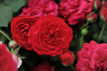 Klaserose "Ruby Flower Circus"  3,5 l potte