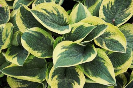 Hosta "Wide Brim"  11 cm potte