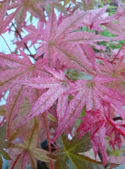 Japansk lønn" BENI-MAIKO" 30/40  , pottestr. 3 l.