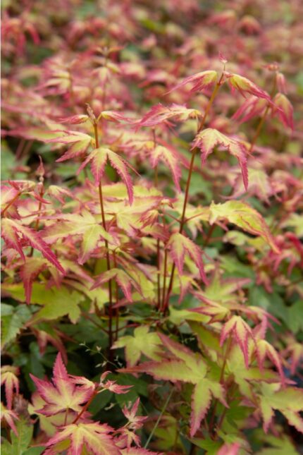 Japansk lønn "Little princess", 40/50  cm, pottestr. 3 liter