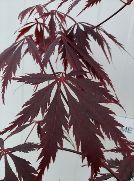 Japansk lønn "Black lace" salgstr. 60/80 cm. 10 liters potte