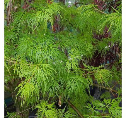 japansk lønn "Emerald lace" , sh. 60 cm, pottestr. 3,5 l.