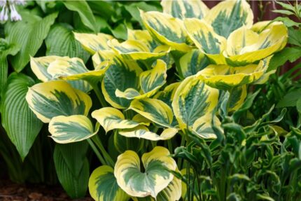 Hosta "Brim Cup" 11 p