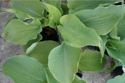 Hosta "Elegans"  11 cm potte