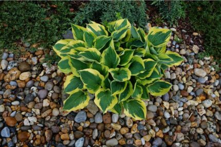 Hosta "Fortunei Aureomarginata"  11 cm potte