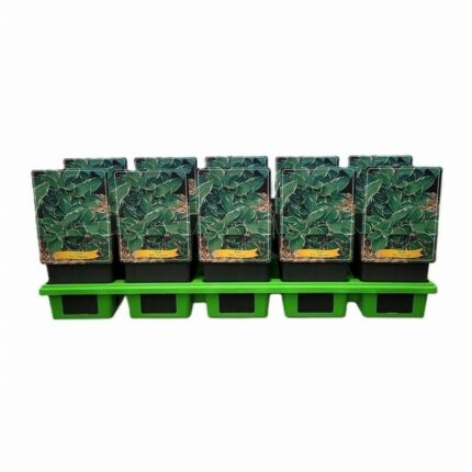 Hosta "Francee" 11 cm potte