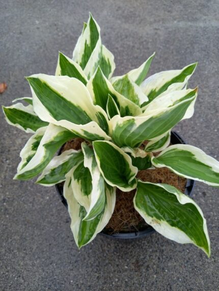 Hosta "Patriot"   11 cm potte
