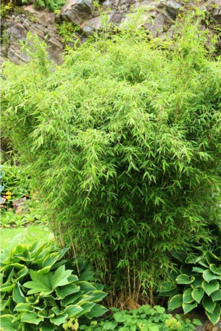 Bambus, Fargesia Murileae "Tiny" salgstr. 50-70 cm 5 L potte