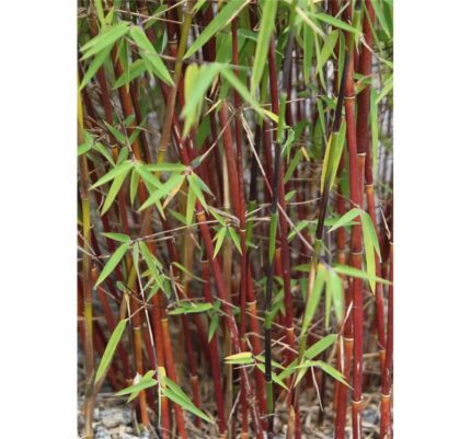 Bambus, Fargesia" Jiuzhaigou 1" , salgstr. 90-100 cm, 3 l. potte