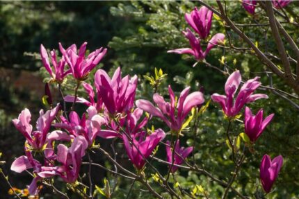 Magnolia "Susan" 40/50 5 l potte