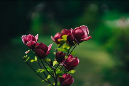 Magnolia "Black Tulip" 50/60     5 l potte