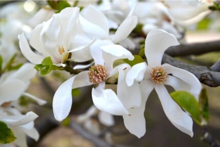 Magnolia "Kobus" 50/60 cm 3 L potte