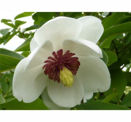 Magnolia "Sieboldi" 30/40 3 l potte