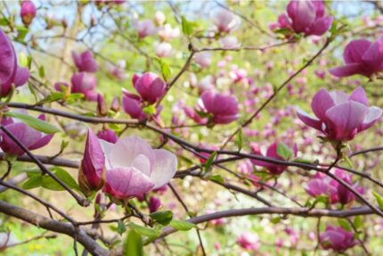 Magnolia "Soulangeana Alba Superba" 50/60  3 l potte