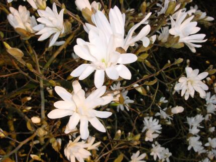 Magnolia Stellata, Stjernemagnolia  "Royal Star" salgshøyde 120 -150 cm 10  Lpotte