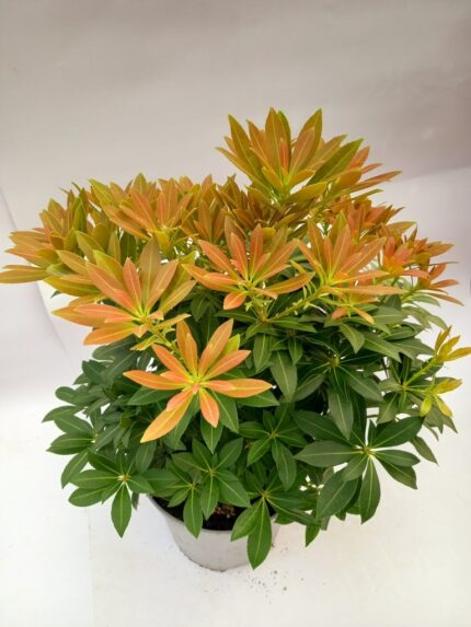 Pieris "Sarabande" 2 l potte 20/30 cm