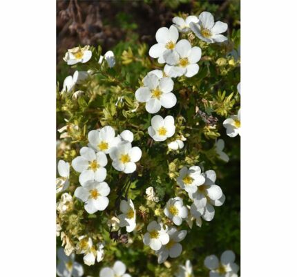 Potentilla frut. "McKeys White", pottestr. 1,5 l. (ungplanter)