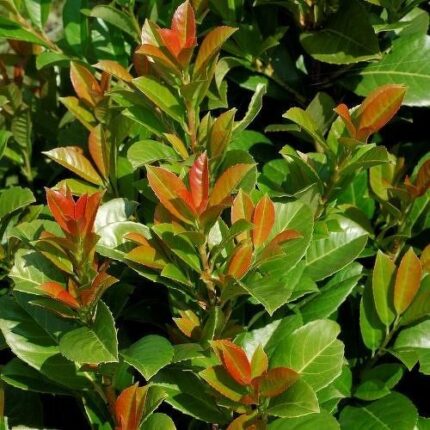 Laurbærhegg ETNA ,40/50  cm, C 2.0