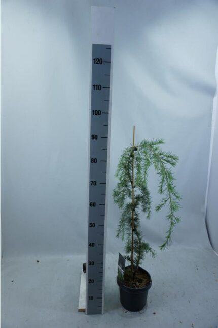 Seder "glauca Pendula" str 100 cm 5 l potte