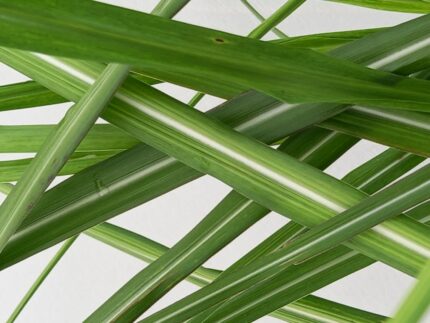 Prydgress Carex "ice dance" 1,5 l potte