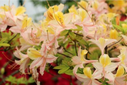 Azalea "Daviesii", 5 liter, 50/60 cm