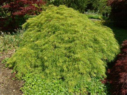 Japansk Lønn "Dissectum" Oppstammet 80 cm  10 l potte