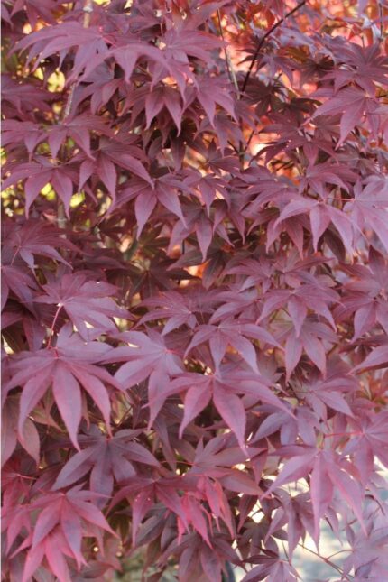 Japansk lønn "Fireglow" salgstr. 60-80 cm, pottestr. 5 l.