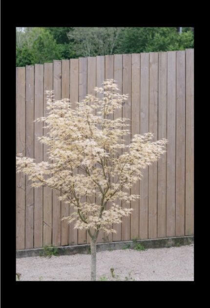 Japansk lønn "Ukigumo" salgsstr. 50/60  cm, pottestr. 3 l