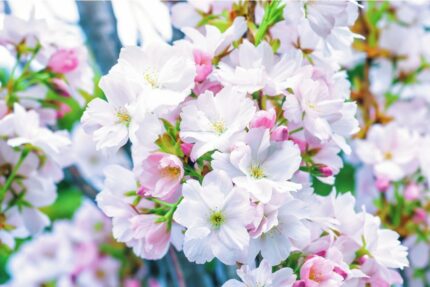 Søyleprydkirsebær "Amanogawa" sh. 175-200 cm, pottestr 12 l.