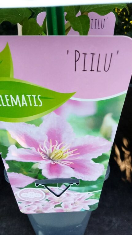 Klematis "Piilu" 20/25 1,7L potte