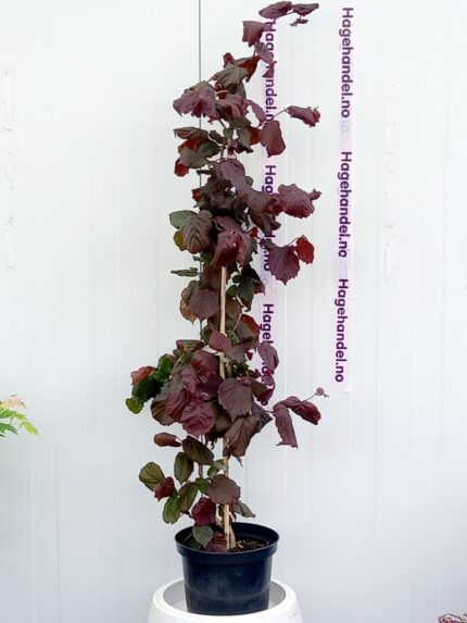 Rød Vrihassel "Red Majestic" 60-80 cm  5 l potte